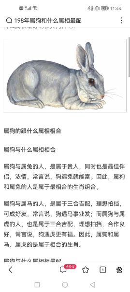 属狗和什么属相合作最旺_属狗人最佳事业搭档