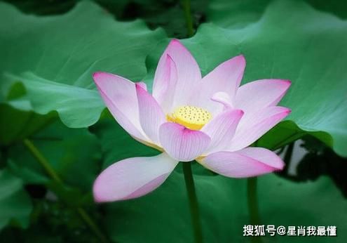 锦上添花属相有哪些_锦上添花生肖排行