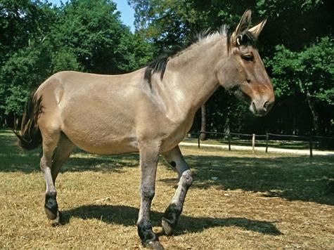 梦到骡子是什么意思_梦见骡子周公解梦