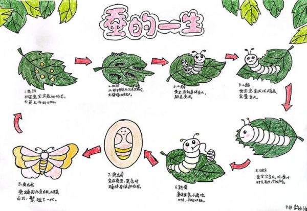 梦到蚕是什么意思_蚕在梦里预示什么