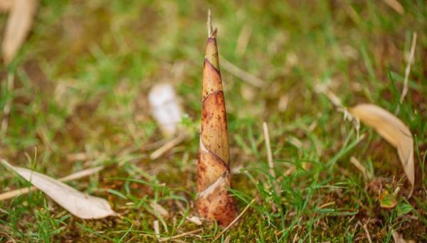 梦到采竹笋是什么意思_梦到采竹笋预示着什么