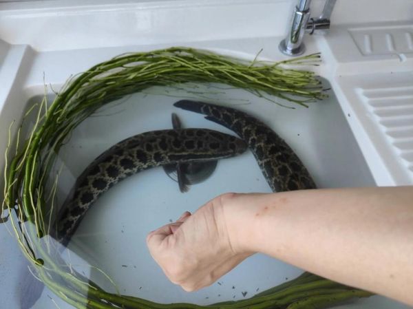 梦到大黑鱼是什么意思_梦见大黑鱼是吉是凶