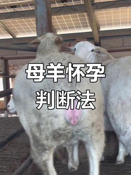 孕妇梦到羊群是什么意思_孕妇梦见羊群生男生女