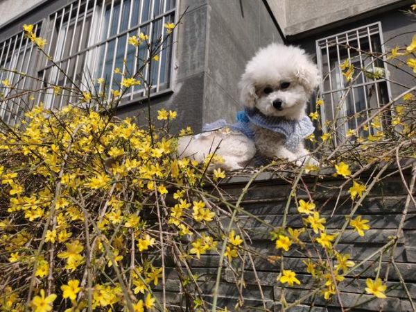 春狗属相性格特点_春狗几月出生最好