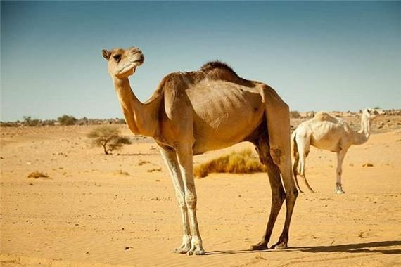 梦到骆驼追自己_周公解梦