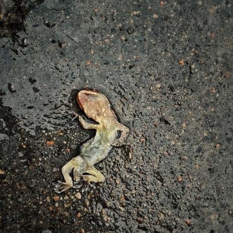 梦到死壁虎_什么预兆