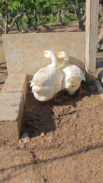 梦到鹅下蛋是什么意思_梦见鹅下蛋预示什么