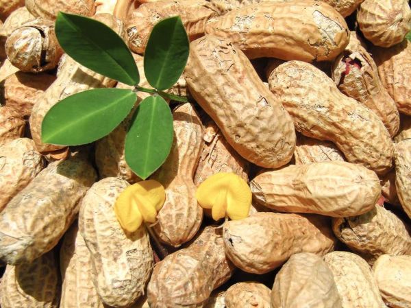 梦到熟花生_周公解梦准吗