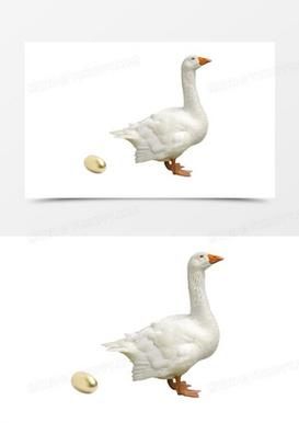 梦到养鹅是什么意思_养鹅梦境预示什么