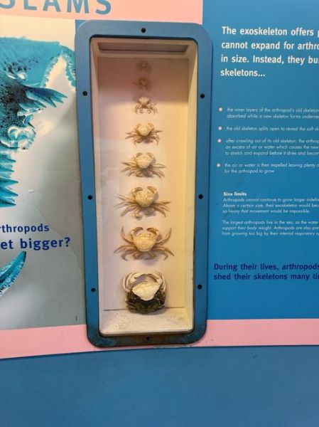 梦到螃蟹脱壳是什么意思_梦见螃蟹脱壳预示什么