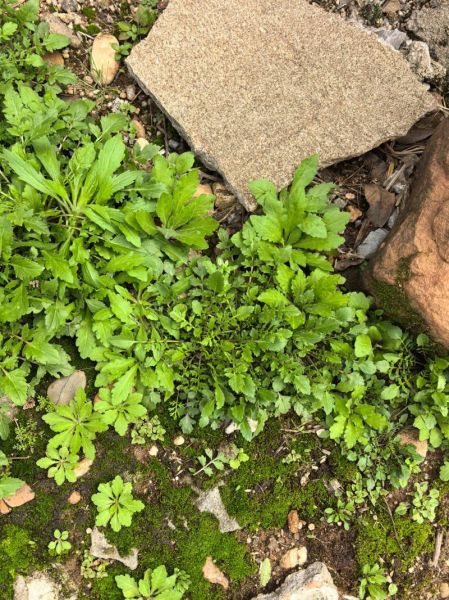 梦到摘野菜是什么意思_梦见挖野菜好不好