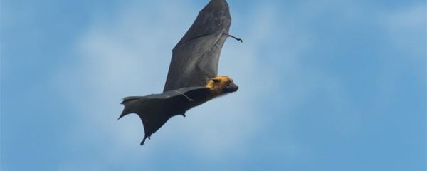 梦到打死蝙蝠_有什么预兆