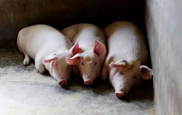 梦到喂猪是什么意思_梦见喂猪预示着什么