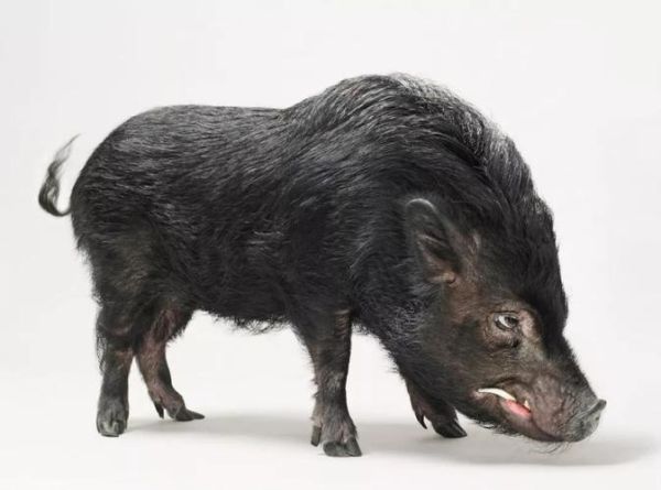 梦到猪很凶_梦见猪攻击我是什么意思