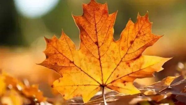 梦到树叶是什么意思_树叶梦境解析