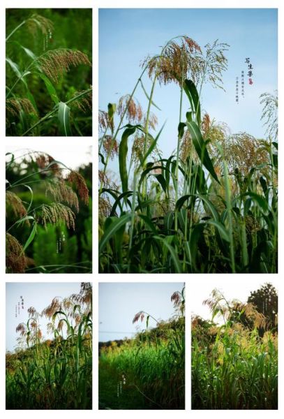 梦到高粱杆是什么意思_梦见高粱杆预示着什么