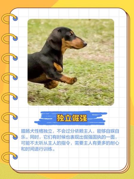 腊狗属相运势_腊狗性格特点