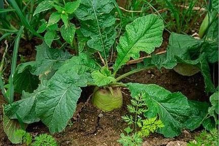 梦到萝卜是什么意思_梦见萝卜好不好