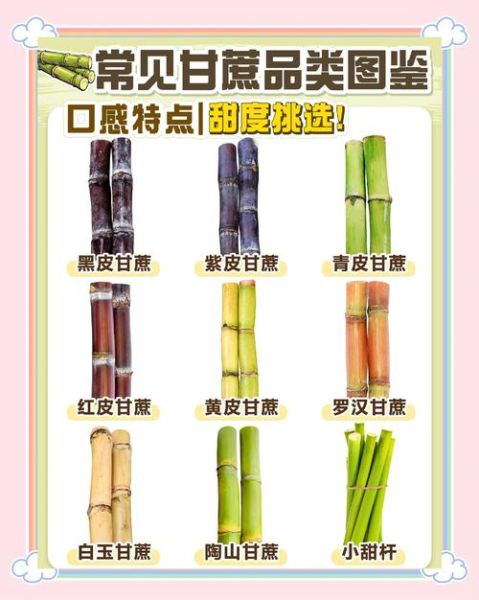 梦到买甘蔗是什么意思_梦到买甘蔗好不好