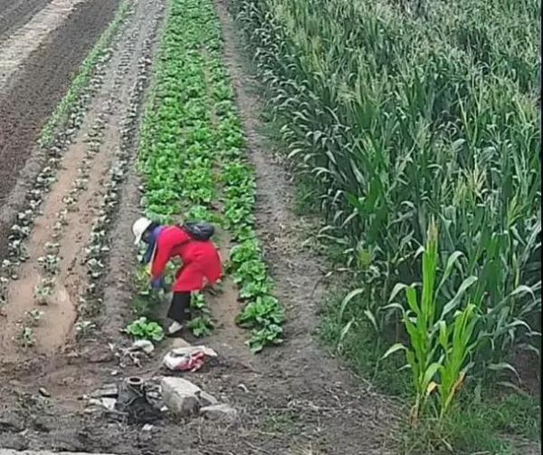 梦到偷白菜是什么意思_偷白菜梦境解析