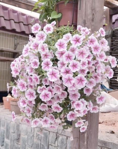 属相对应的植物有哪些_属相种什么花最旺运