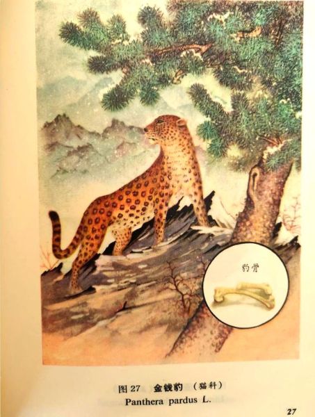 豹骨是什么_豹骨的功效与作用禁忌