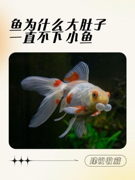 梦到下鱼仔是什么意思_梦见下鱼仔好不好