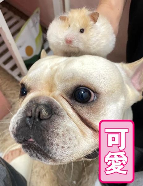 老鼠跟狗属相配吗_鼠狗婚配好不好