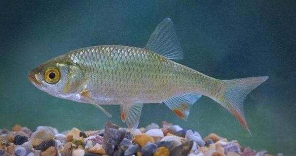 梦到鱼长腿是什么意思_梦见鱼长腿的预兆