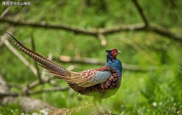 梦到抓野鸡是什么意思_梦见抓野鸡预示什么