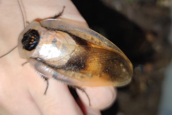 梦到死人头是什么意思_梦到死人头预示什么