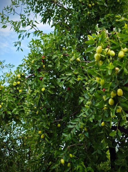 梦到打枣吃枣是什么意思_梦见打枣吃枣好不好