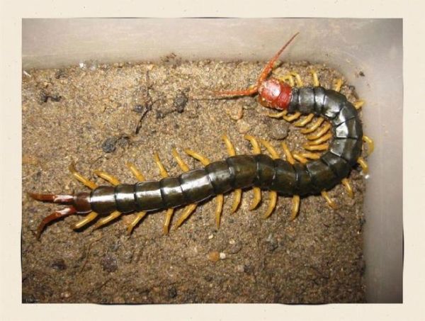 蜈蚣进家财运好_蜈蚣风水寓意