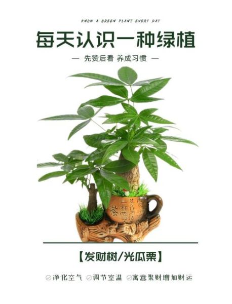 绿叶财运图怎么摆放_绿叶财运图风水禁忌
