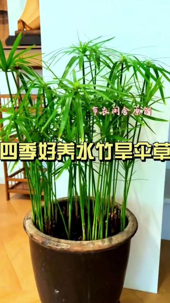 水竹养几根招财_风水数量怎么选