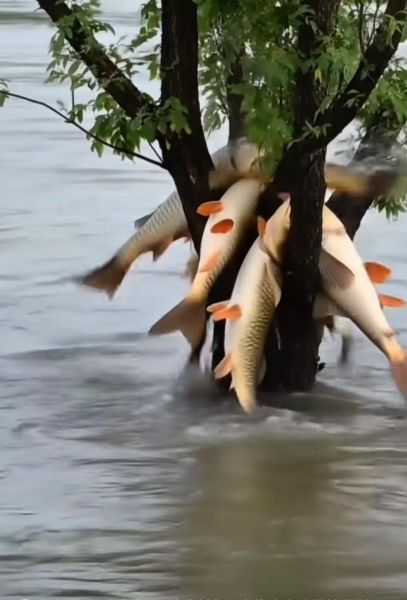 梦到树上有鱼_梦见鱼在树上是什么意思