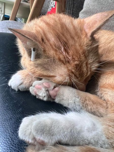 梦到猫看我_猫一直盯着我看是什么意思