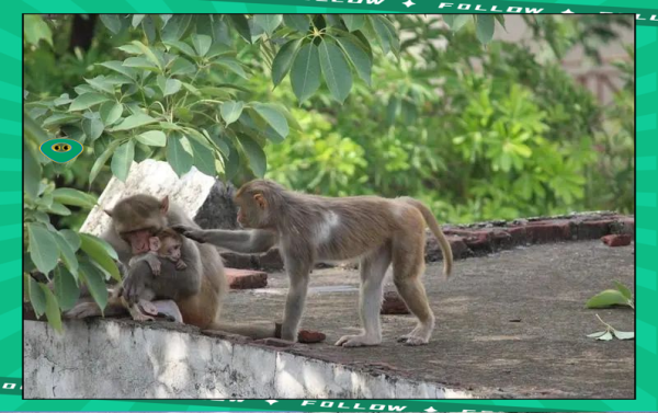 狗和猴的属相合不合_婚姻配对如何