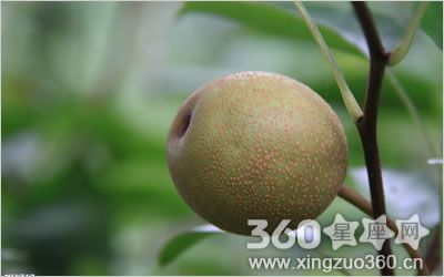 梦到满树梨是什么意思_周公解梦原版