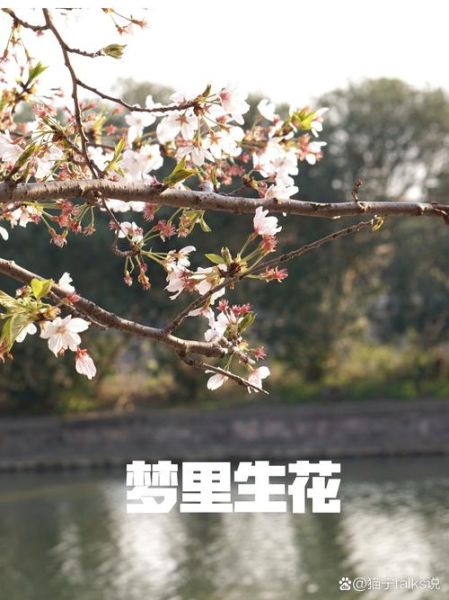 梦到花长高是什么意思_梦见花越长越高预示什么