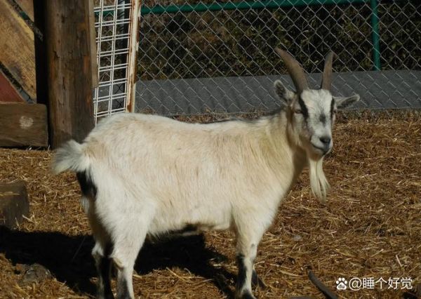 梦到丢羊是什么意思_梦见羊丢了怎么办