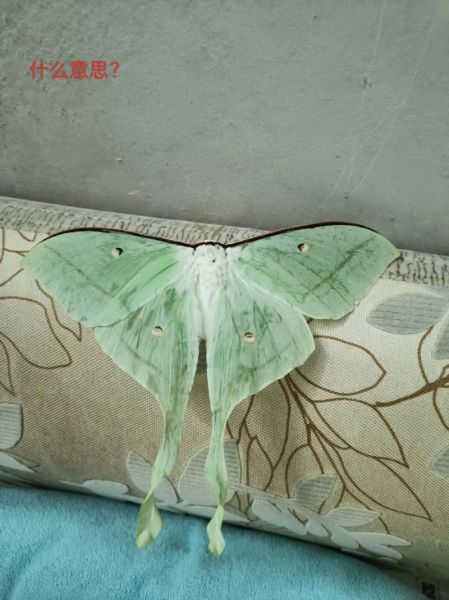 梦到蝴蝶代表什么预兆_蝴蝶飞进梦里是吉是凶