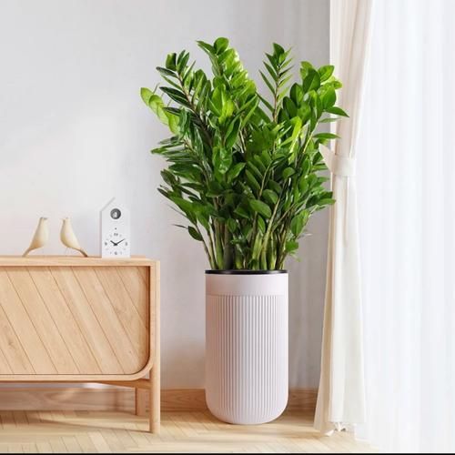 办公室提升运势植物_哪些绿植最招财