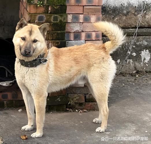 土狗适合什么职业_土狗和什么属相最配