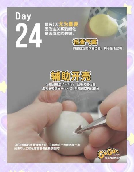 梦到鸭蛋孵出小鸭是什么意思_梦见鸭蛋变鸭子预示什么