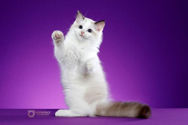 梦到紫色的猫_周公解梦准吗