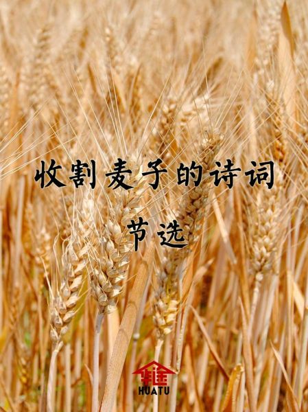 梦到割麦子是什么意思_梦见割麦子预示什么