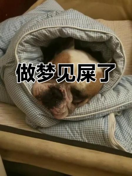 梦到自己大便是什么意思_梦见拉屎代表什么