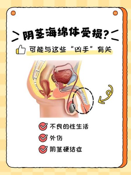 梦到男人的阴茎_代表什么含义