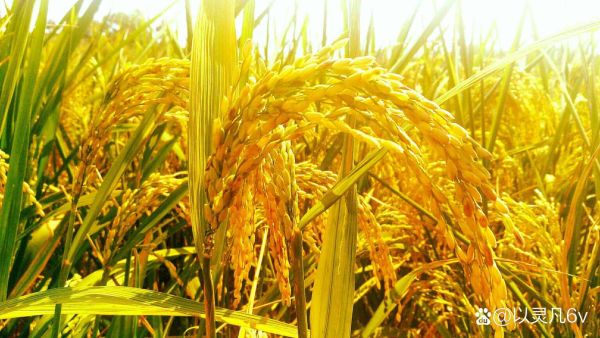 孕妇梦到稻是什么意思_孕妇梦见稻子生男生女